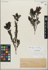Foto von Salix glabra Scop. x Salix myrsinifolia Salisb.